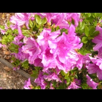 Rhododendron brachycarpum (fam. Ericacees) (Japon) (2)